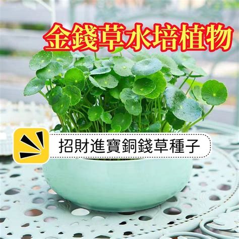 銅錢草陽台|陽台植物招財妙招！4種植物讓你財源滾滾來 